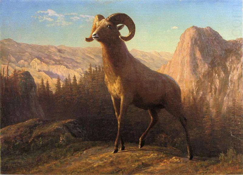 Albert Bierstadt A Rocky Mountain Sheep, Ovis, Montana oil painting picture